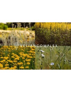 CONCENTRATE ACTYVA EQUILIBRIO Antisebum VELIAN COMPLEX 2